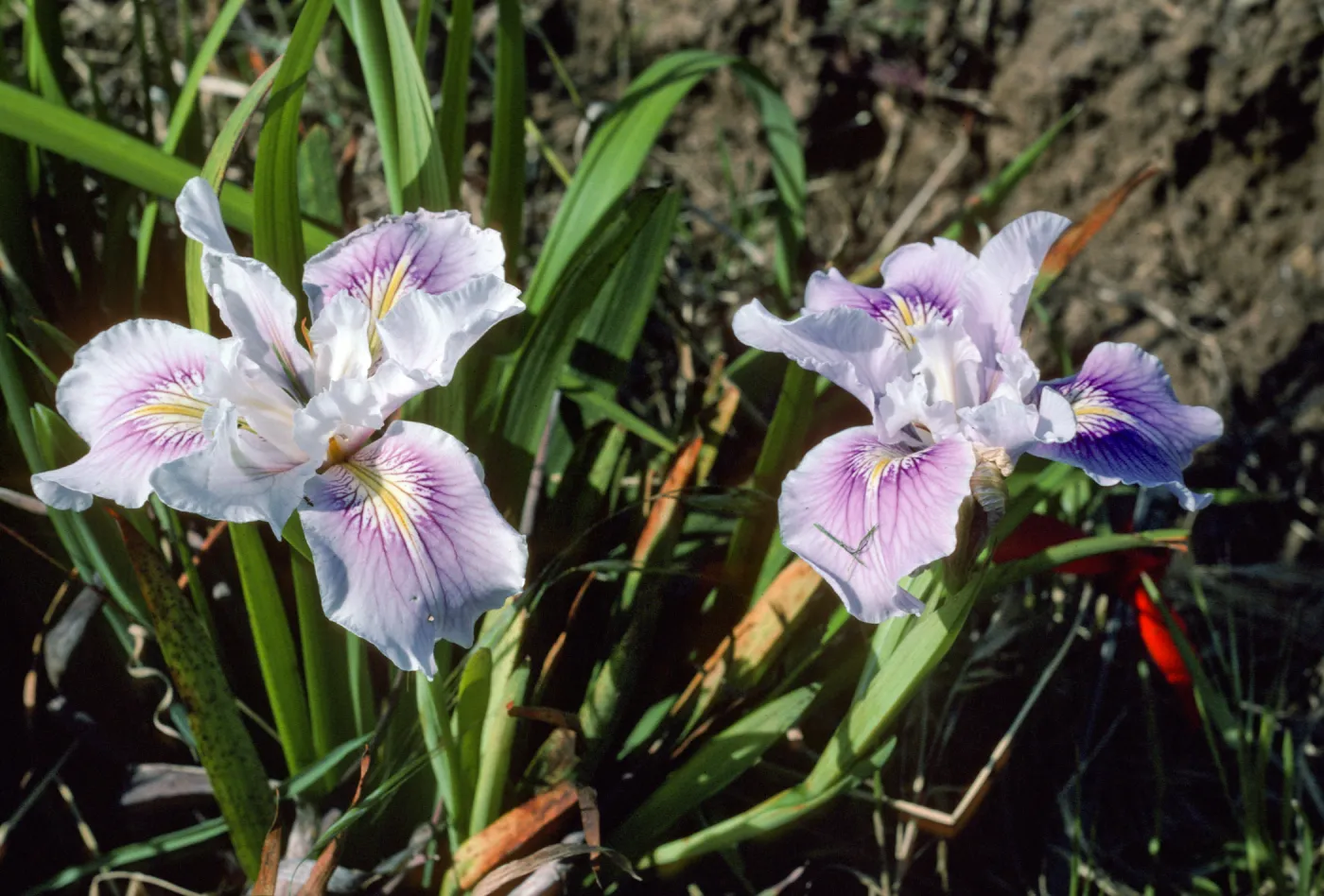 Iris SBBG test plot--3rd row E.-N. end