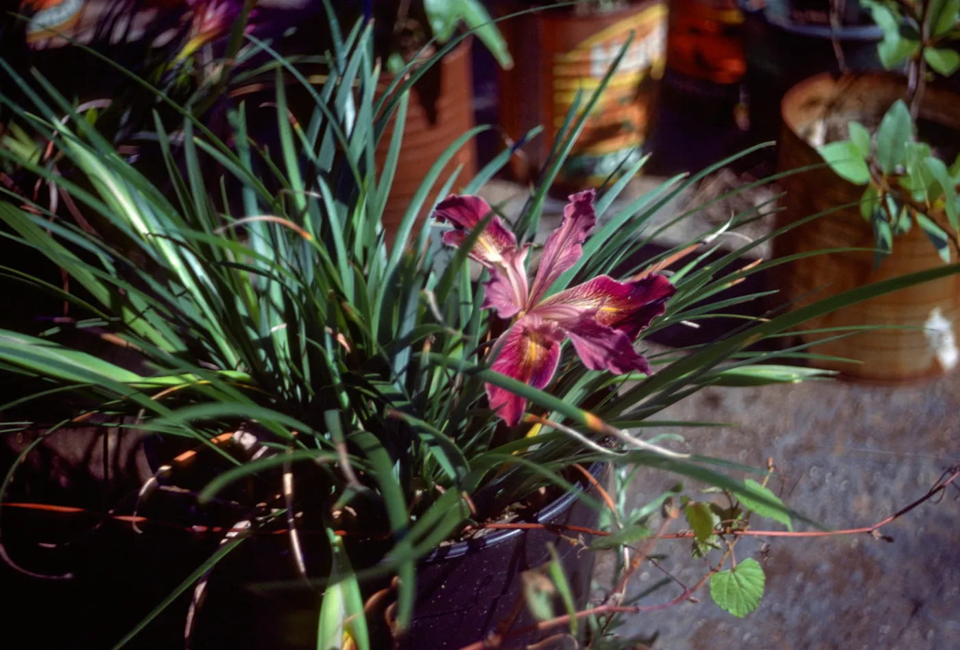 Iris 63-71A, fls more open & more vigorous