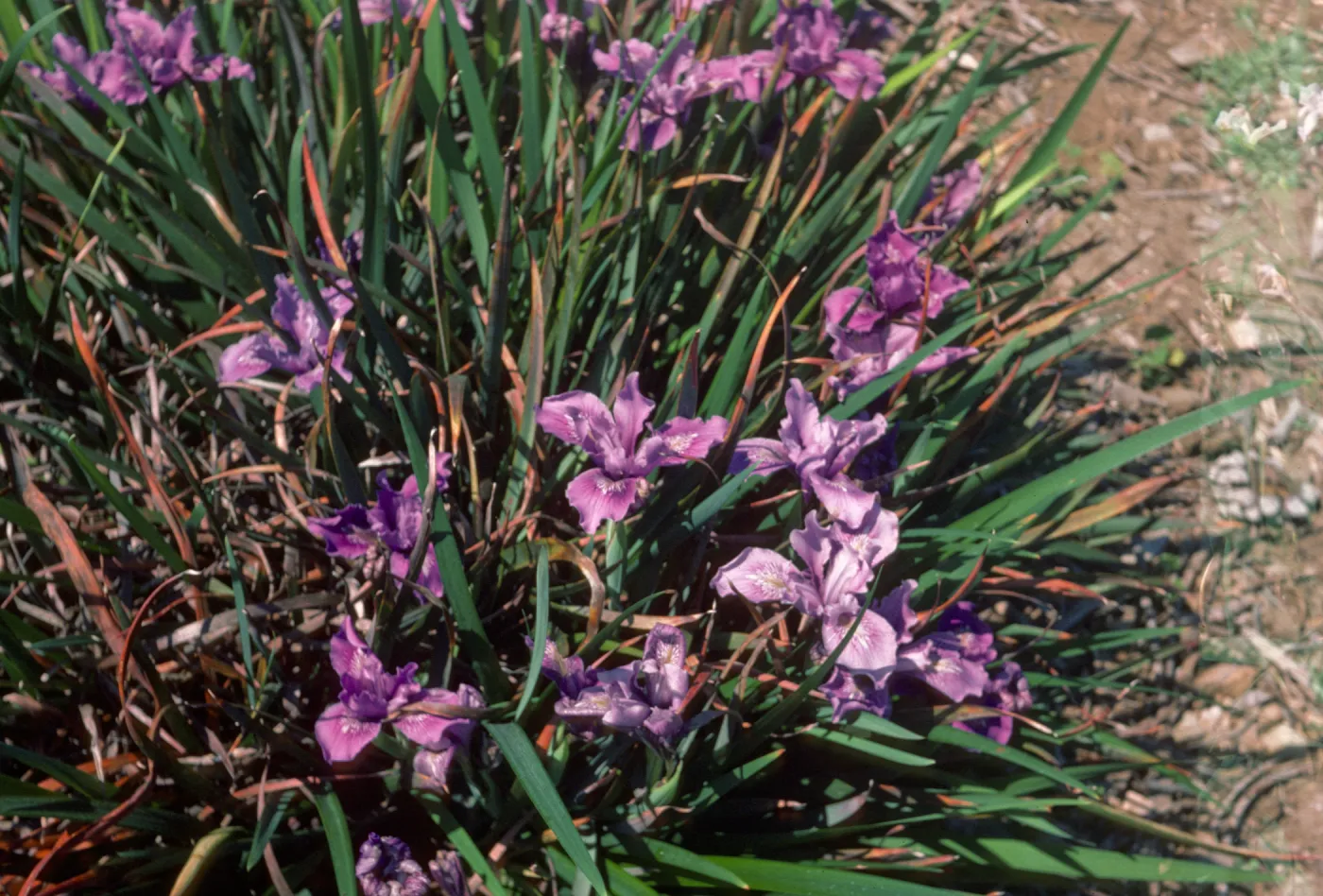 iris douglasiana cross between two doug clones