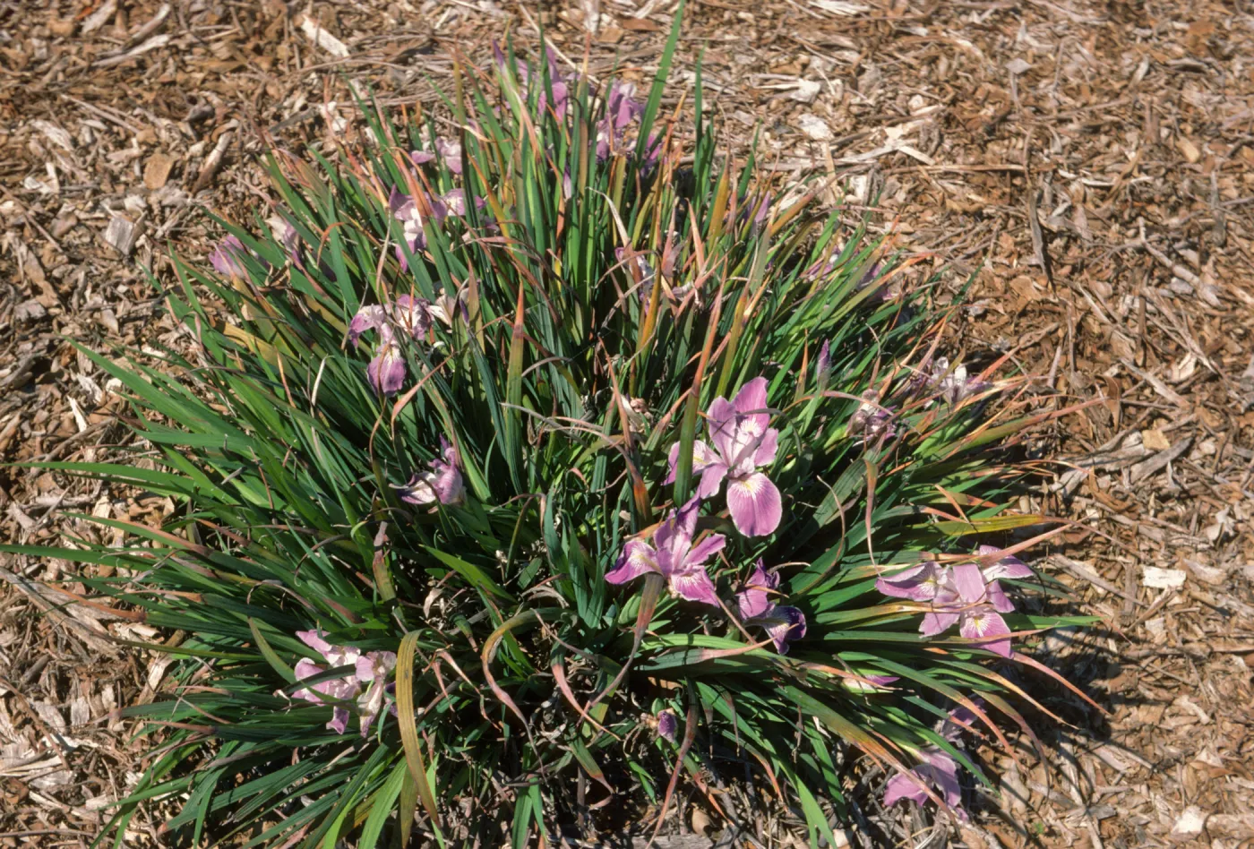 I dwf doug (buff) x doug (violet) F