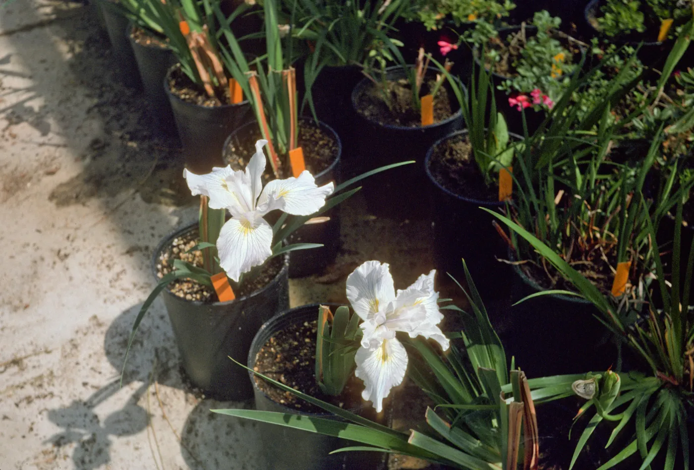 I dwf doug x claremont blue bird