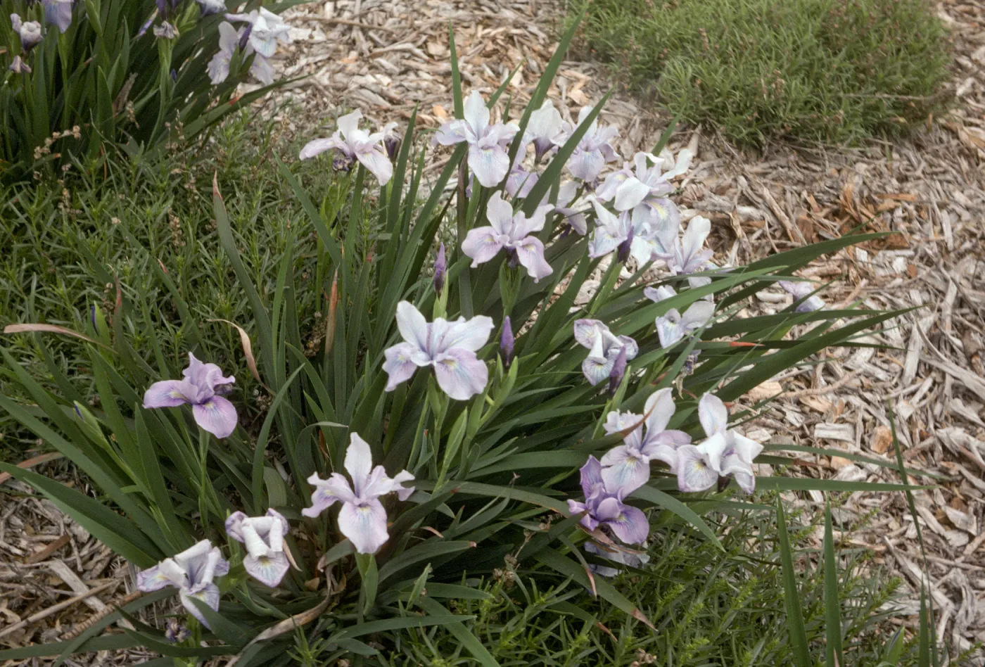 I doug x claremont blue bird