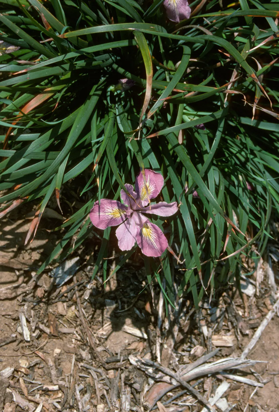 plant image - Iris