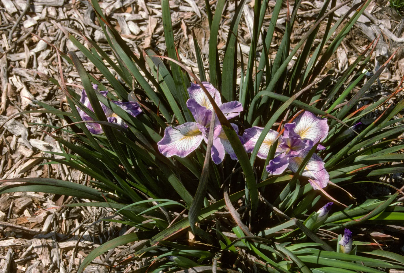 plant image - Iris