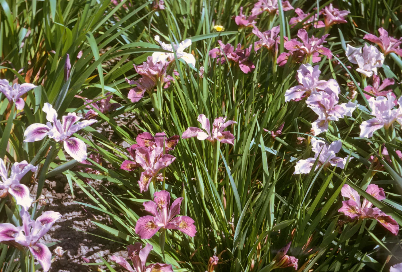 plant image - Iris