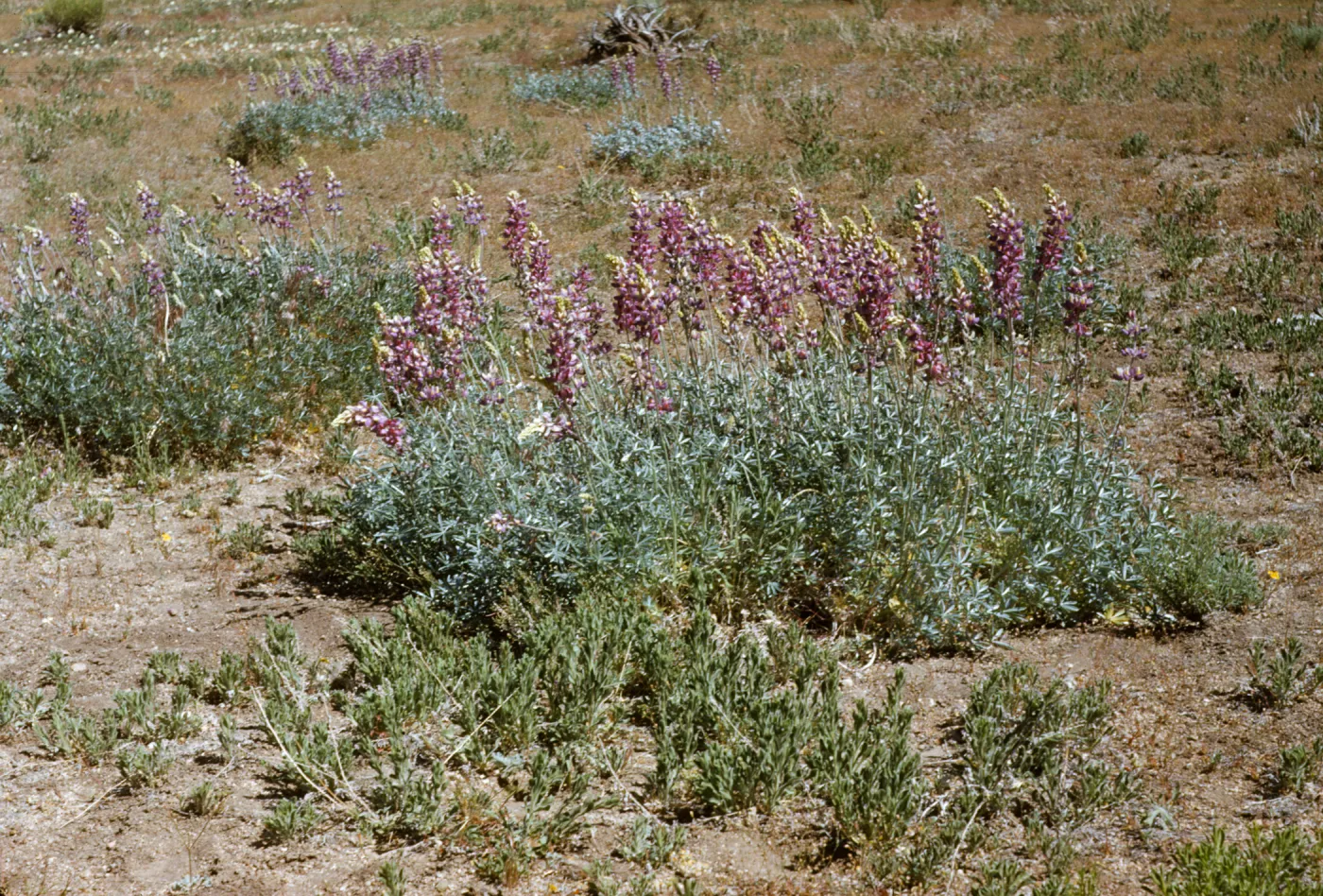 Lupinus excubitus var. johnstonii Lockwood Valley