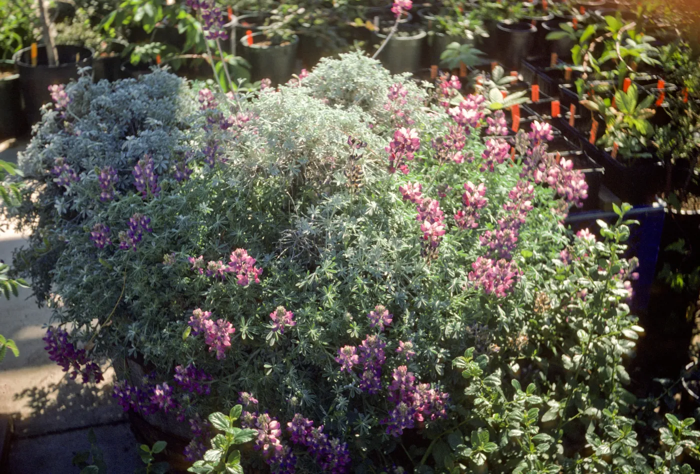 Lupinus excubitus var. johnstonii border LALBI Collinus