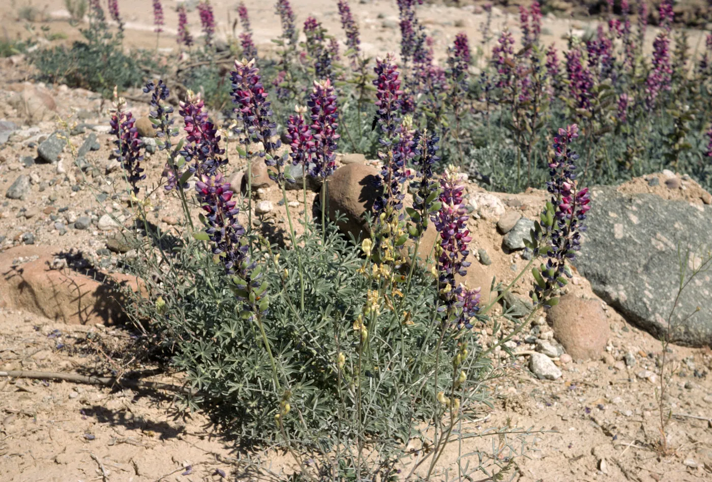Lupinus excubitus var. johnstonii Ventura Co Zena Rd on sand bar on still live cr bed at rd side