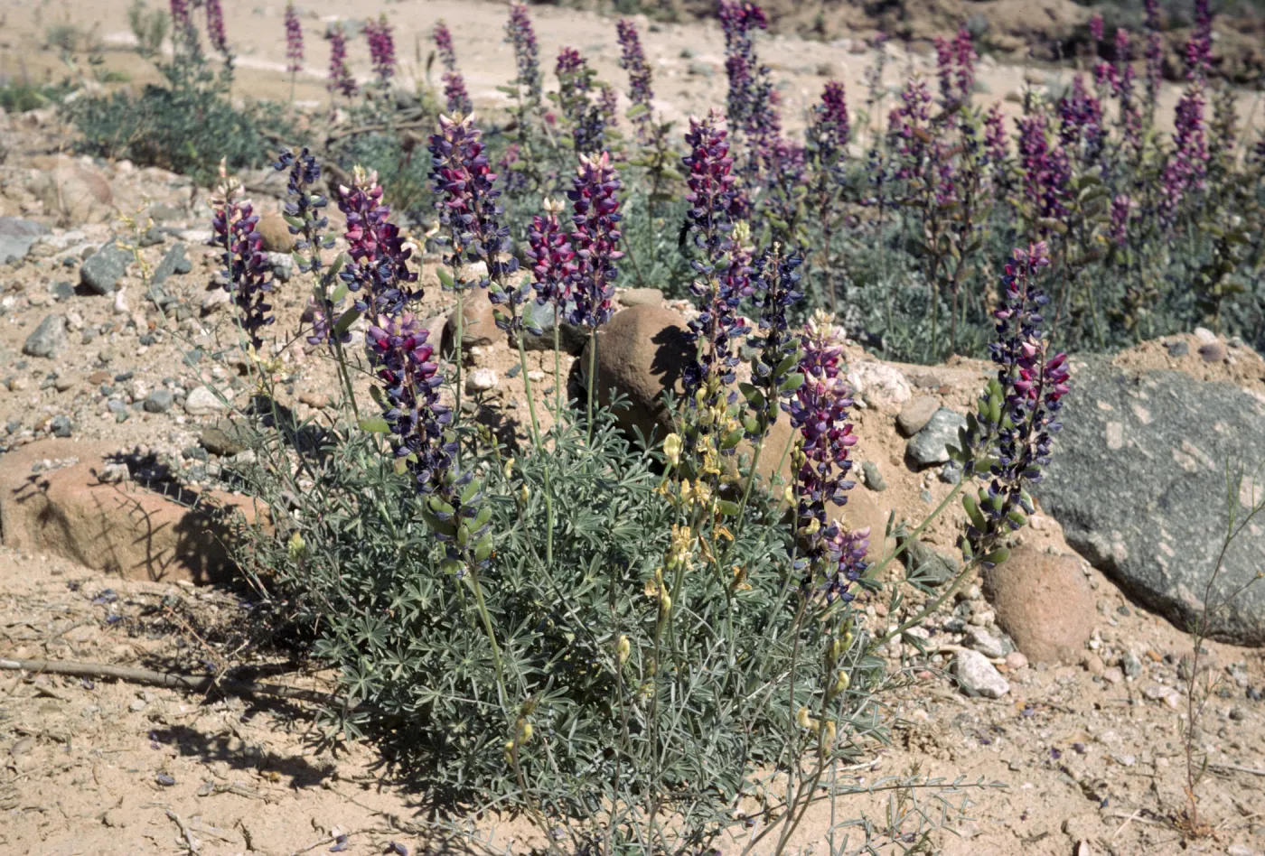 Lupinus excubitus var. johnstonii Ventura Co Zena Rd on sand bar on still live cr bed at rd side