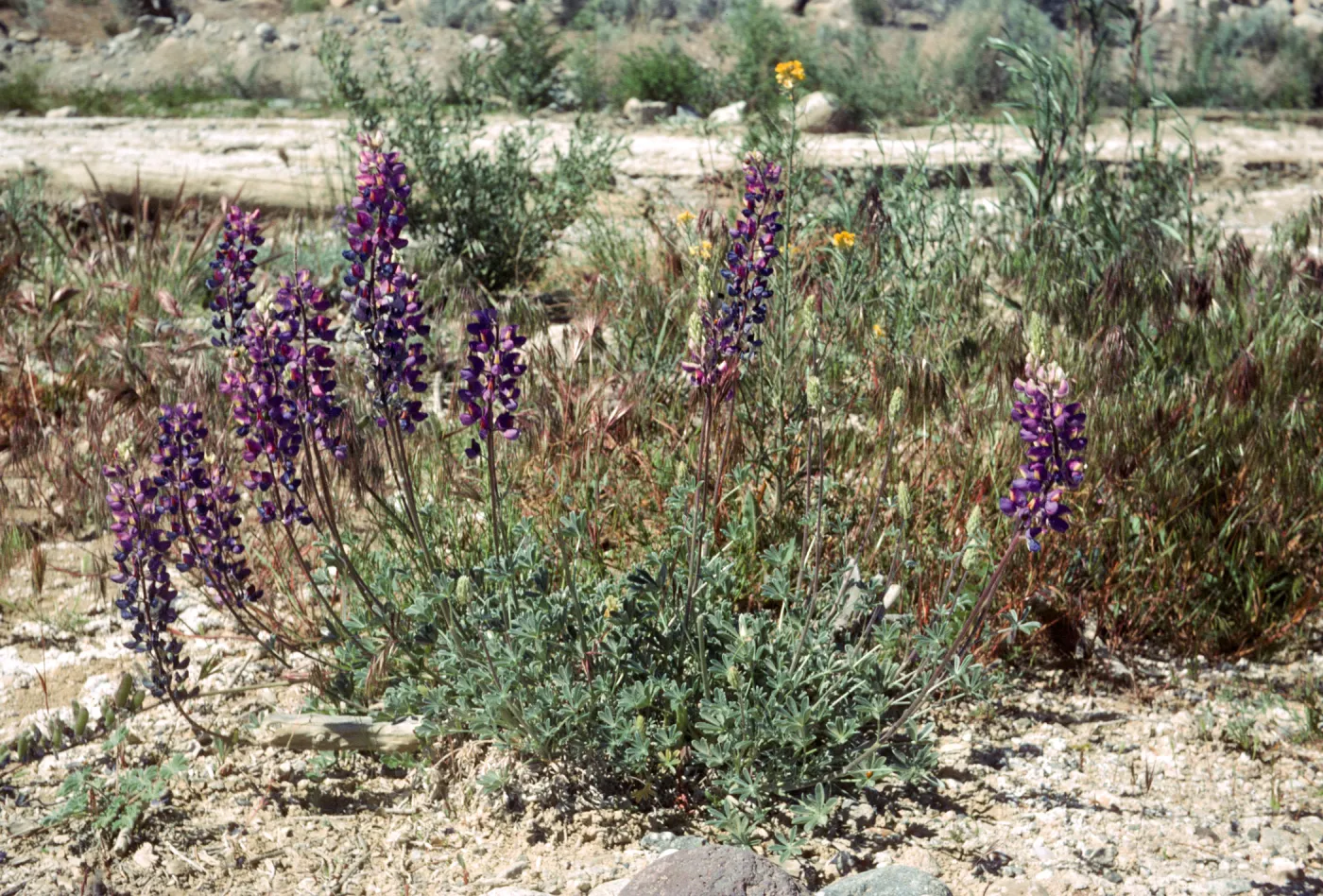 Lupinus excubitus var. johnstonii Ventura Co Zena Rd on sand bar on still live cr bed at rd side