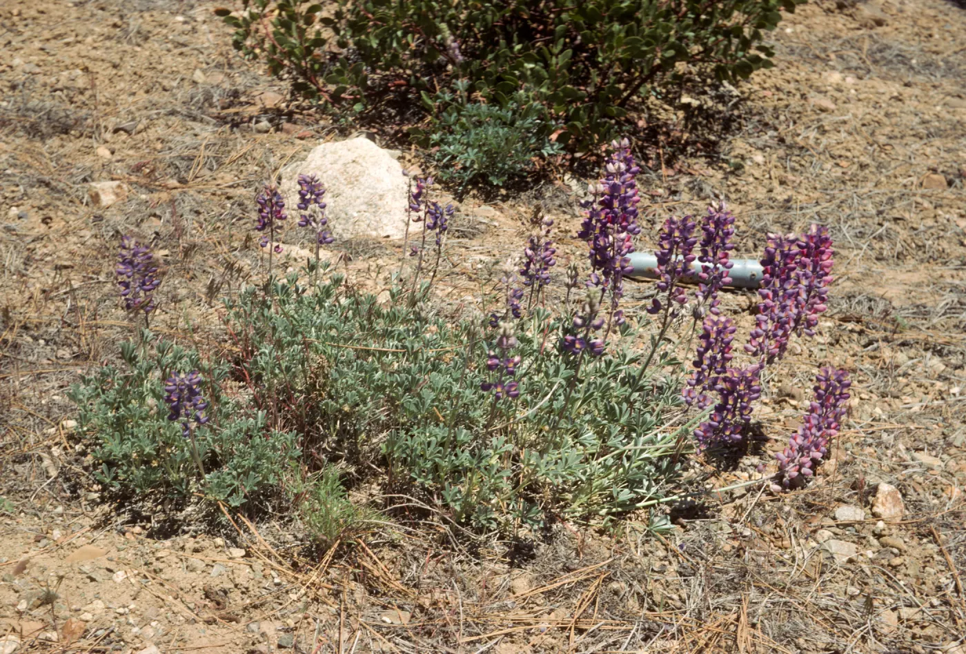 Lupinus excubitus var. Ventura Co Thorn Meadow area