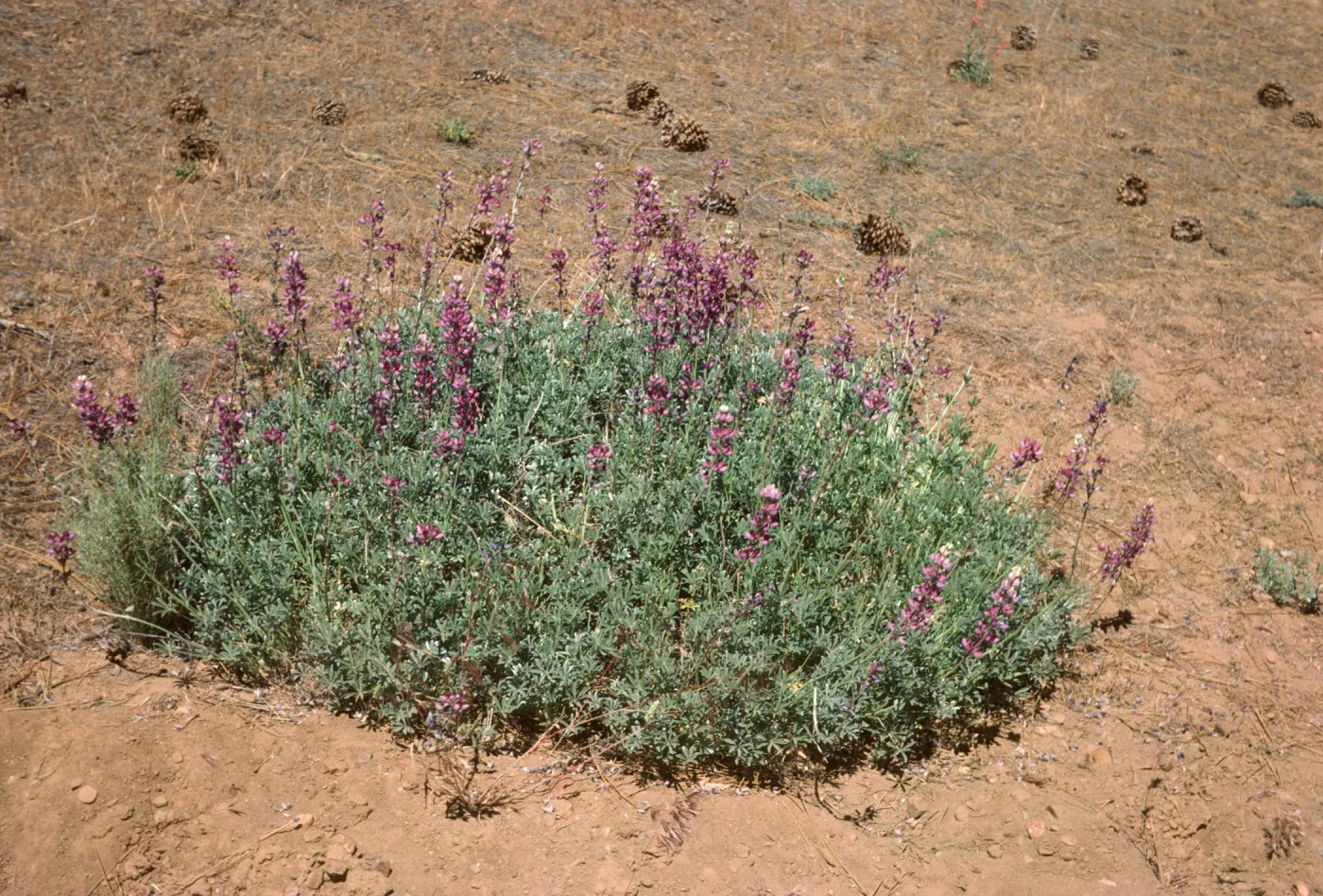 Lupinus excubitus var. johnstonii Reys gr at Ozena Rd Ventura Co 6/6/85