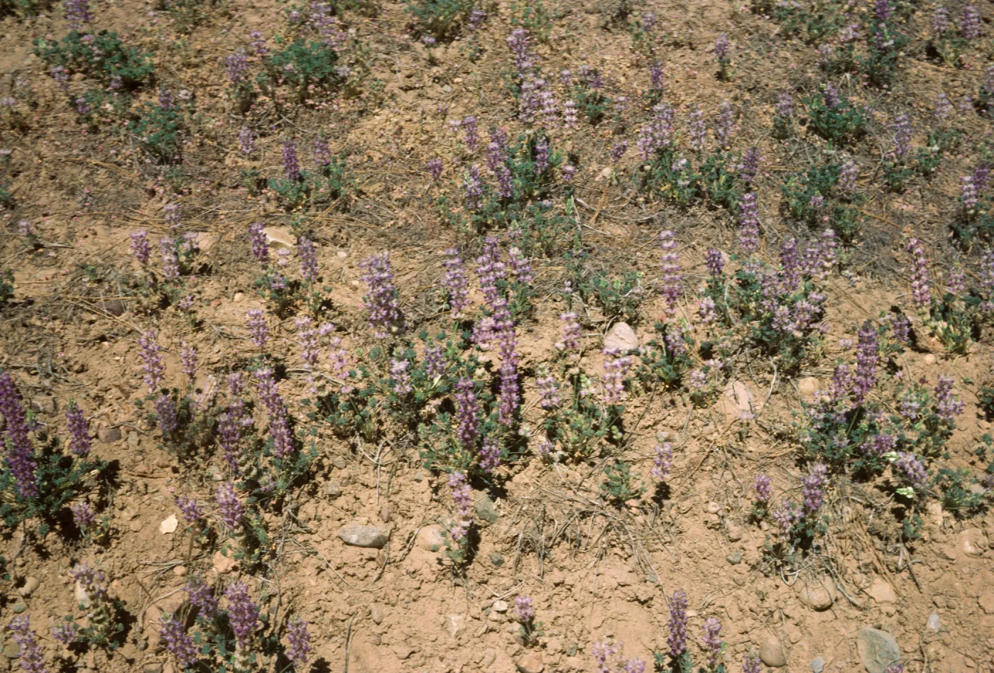 Lupinus ruber? Rd to Horn Meadow Ventura Co 6/6/85