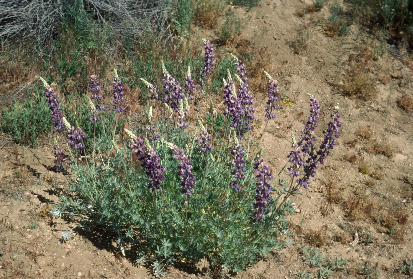 Lupinus excubitus var. johnstonii Reys gr at Ozena Rd Ventura Co 6/6/85