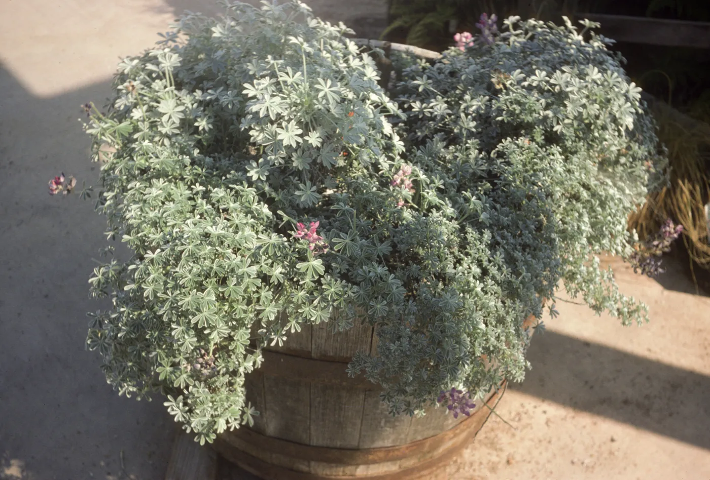 Lupinus excubitus var. johnstonii center Lupinus albifrons var. collinus on perimeter interb Ca IS Mo's