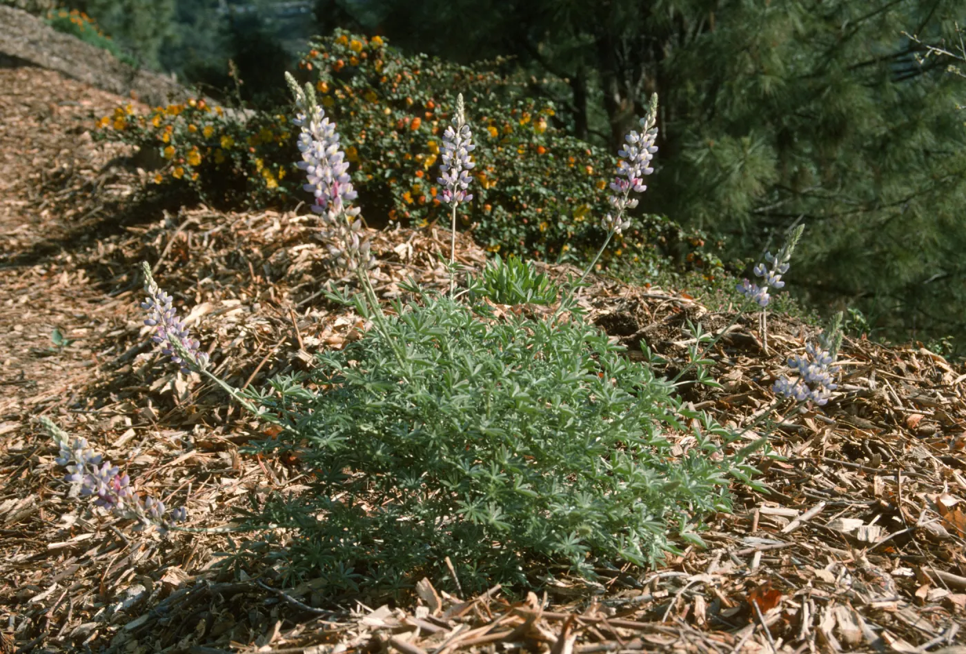 Lupinus excubitus var. johnstonii young plant