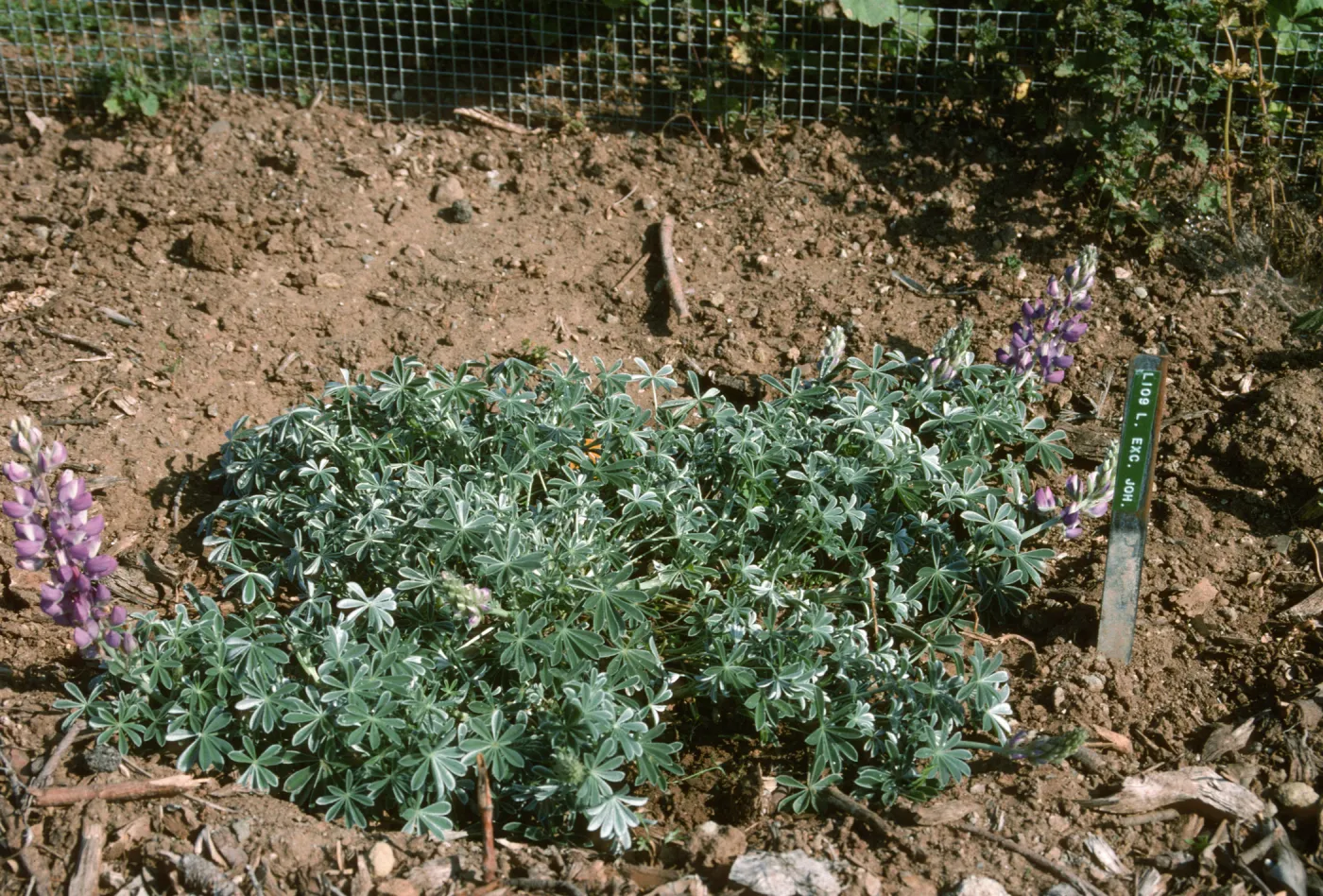 Lupinus albifrons var. collinus