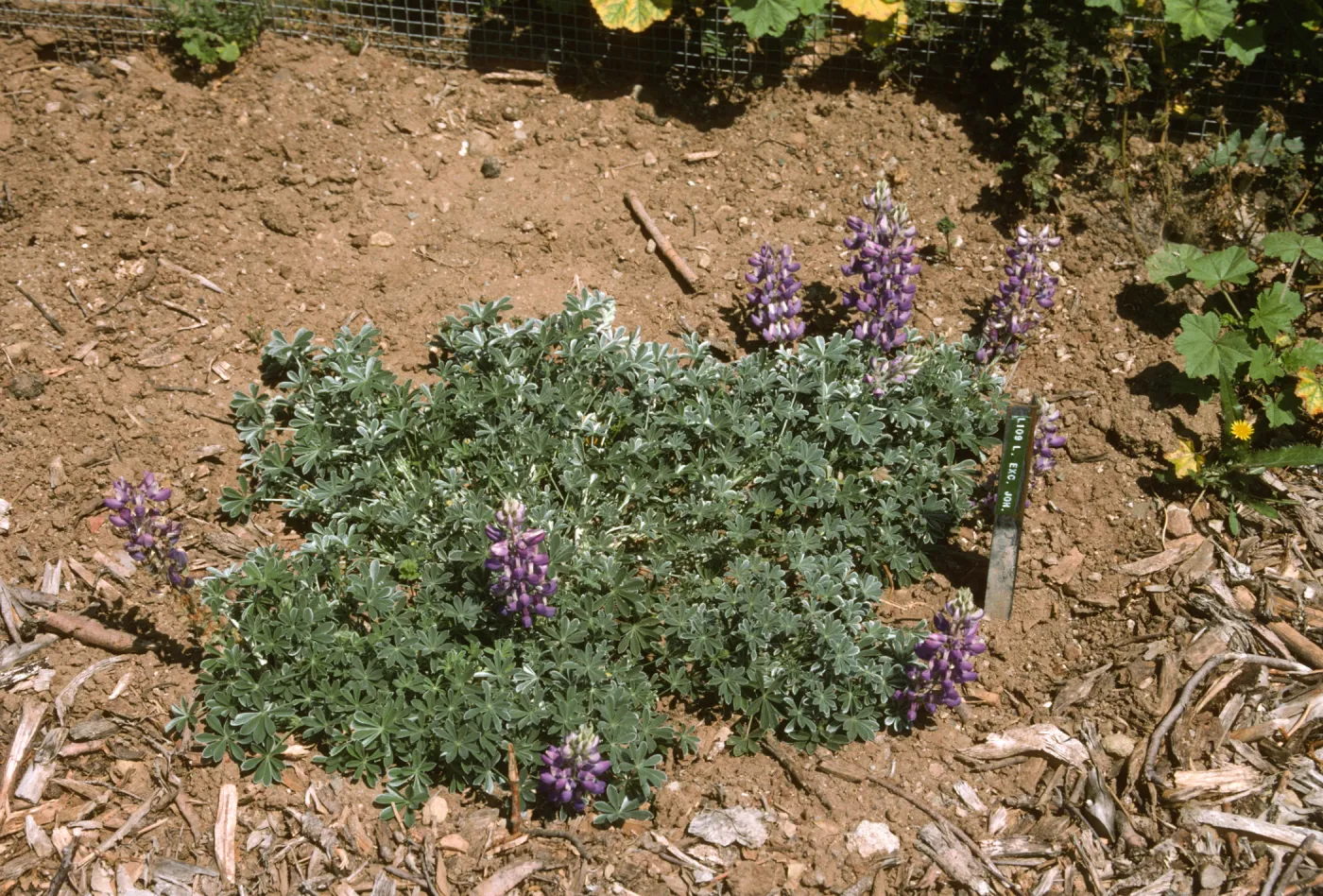 Lupinus albifrons var. collinus acc stake incorrect