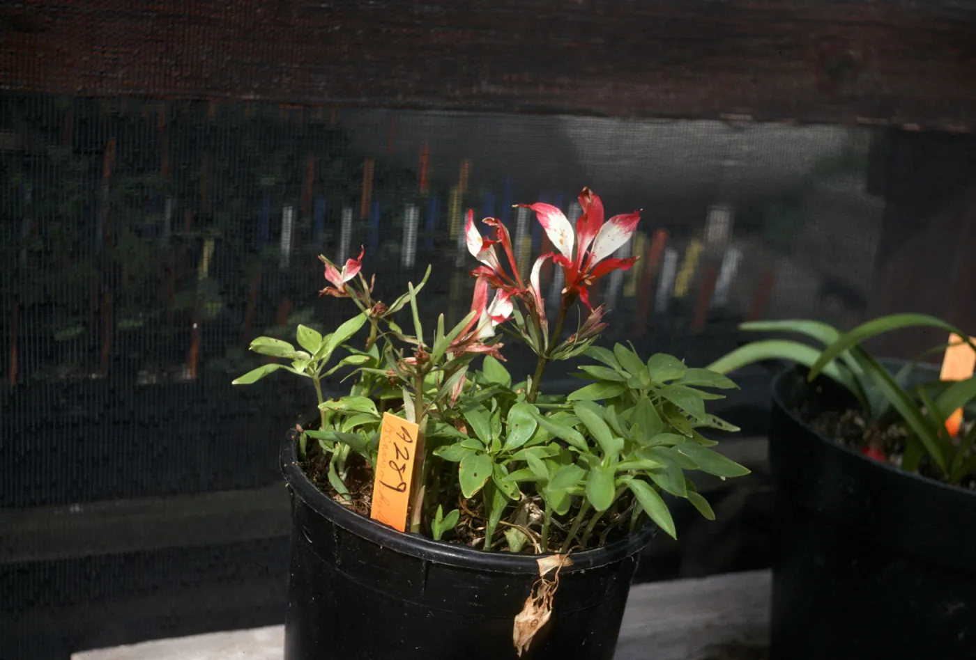 Alstroemeria casigophylla