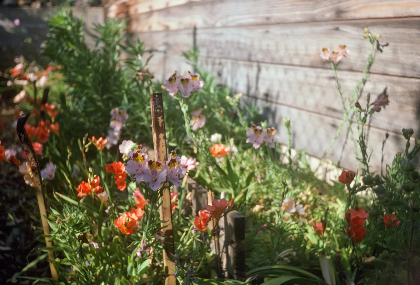 Alstroemeria hookasi