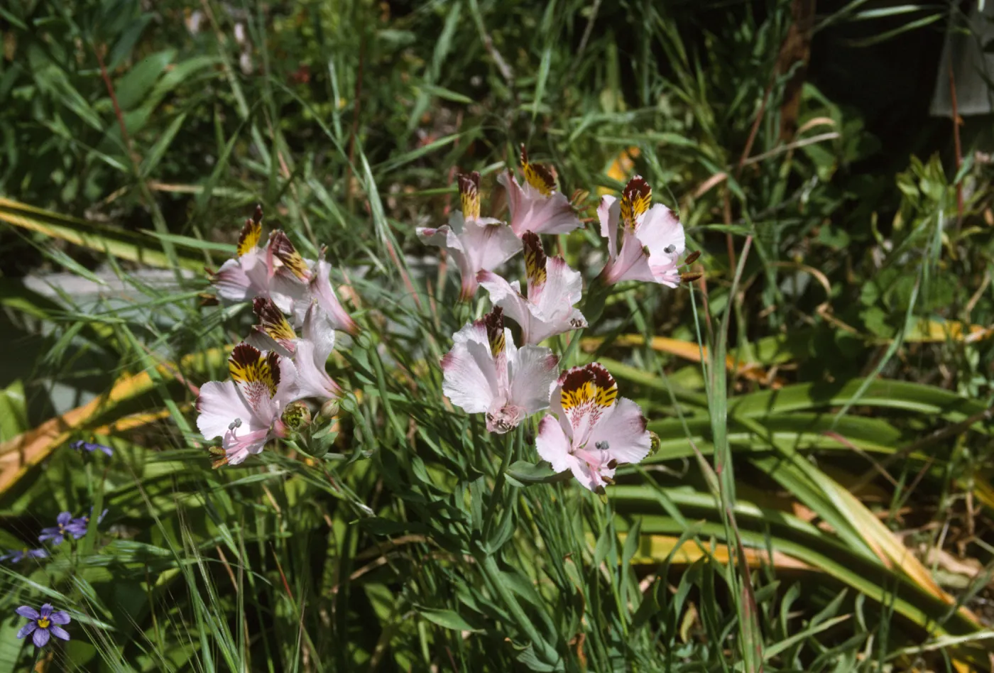 Alstroemeria hookasi