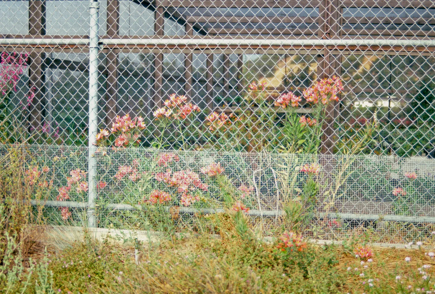 Alstroemeria ligter hyb