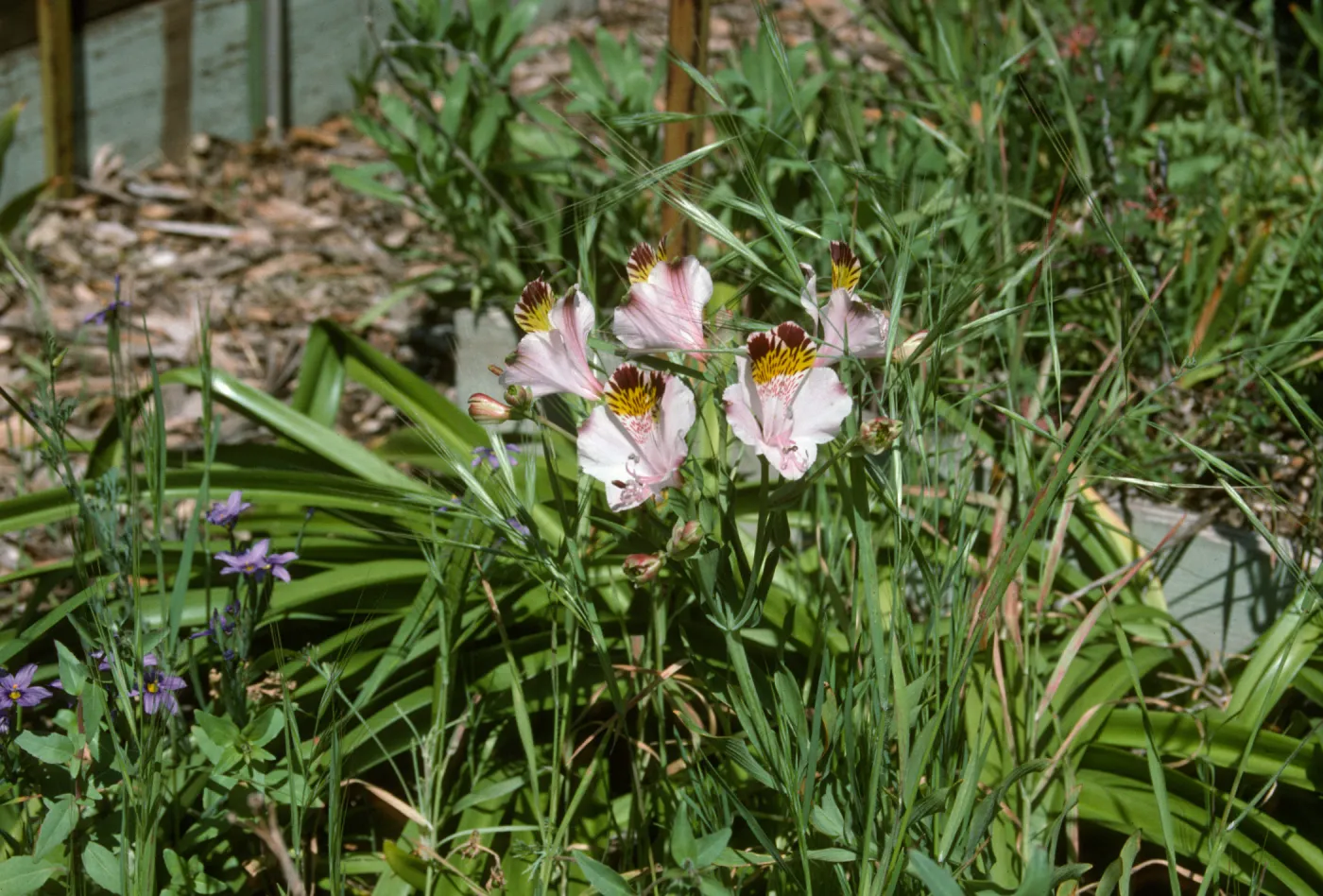 Alstroemeria hookasi