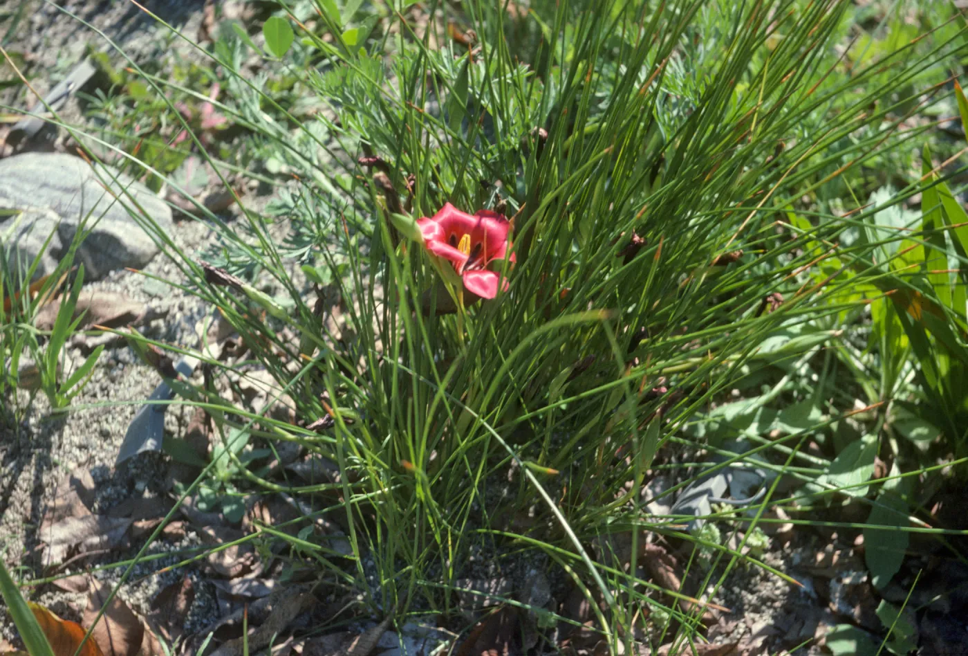 Romulea subulosa Charles Herdmam