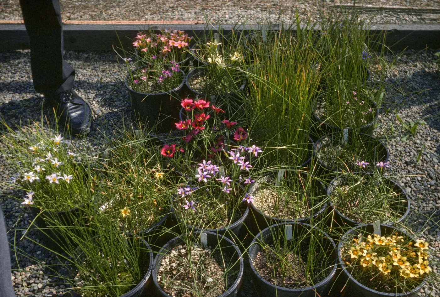 Romulea species UCIBG
