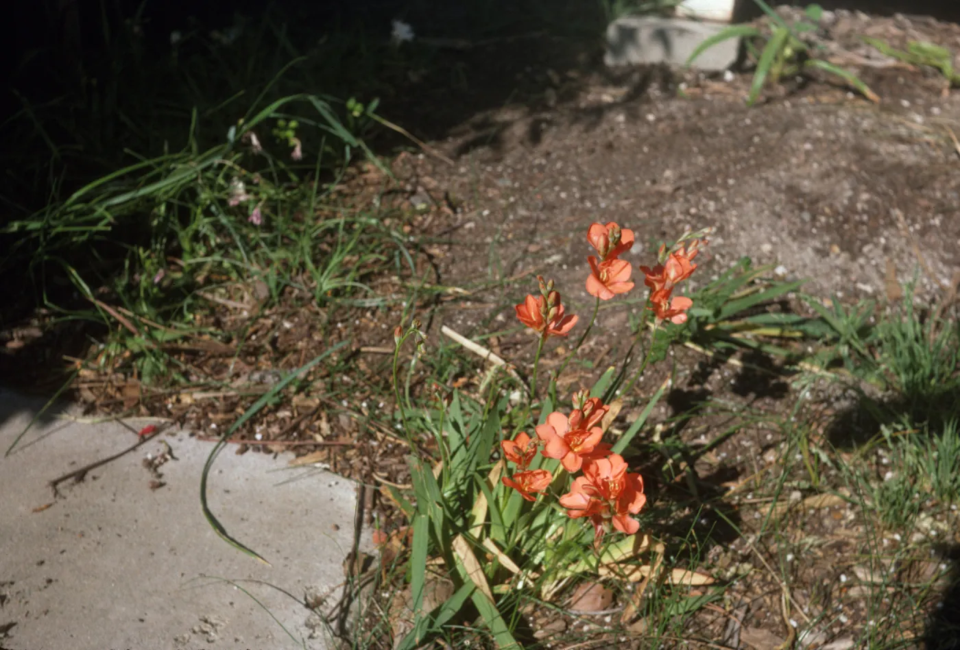 Tritonia seedling
