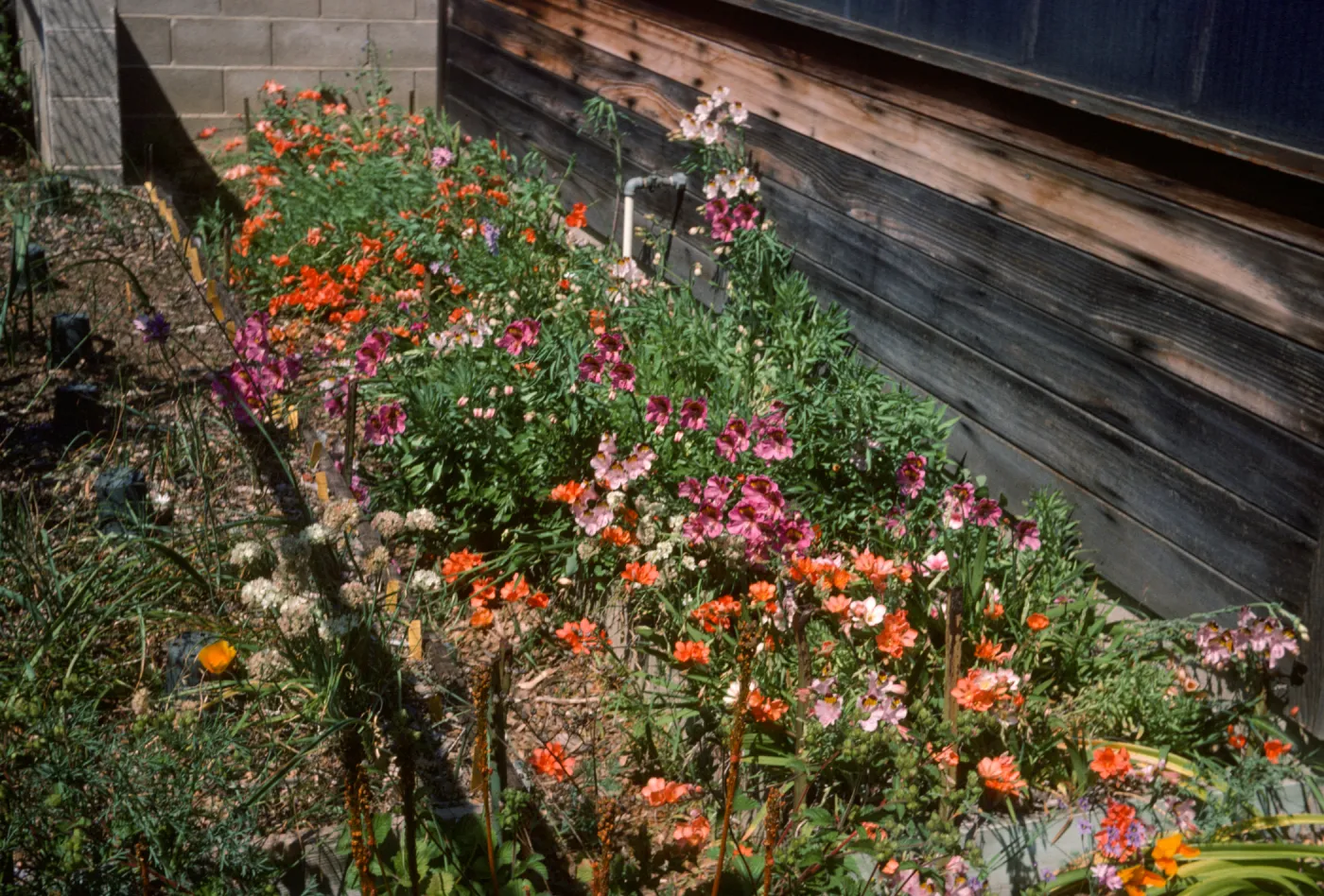 Tritonia & Alstroemeria sierrii + a.palesiale