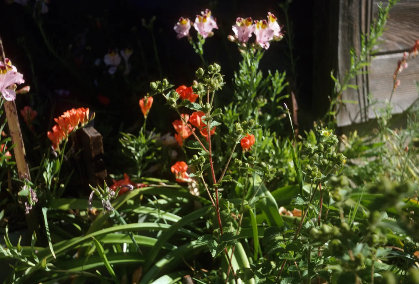 Tritonia & Alstroemeria hookeri