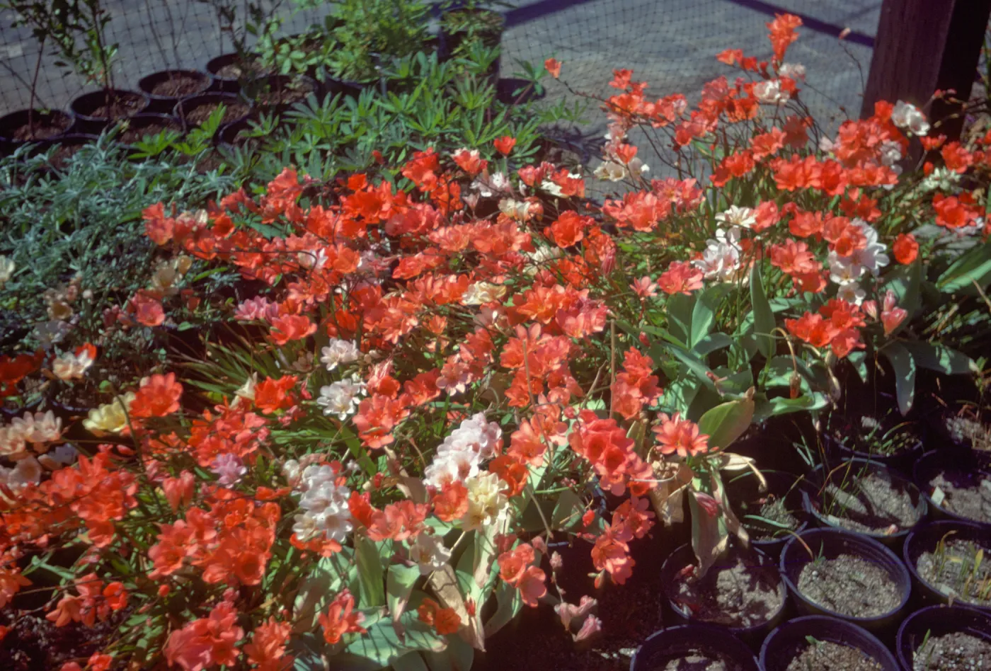 Tritonia species