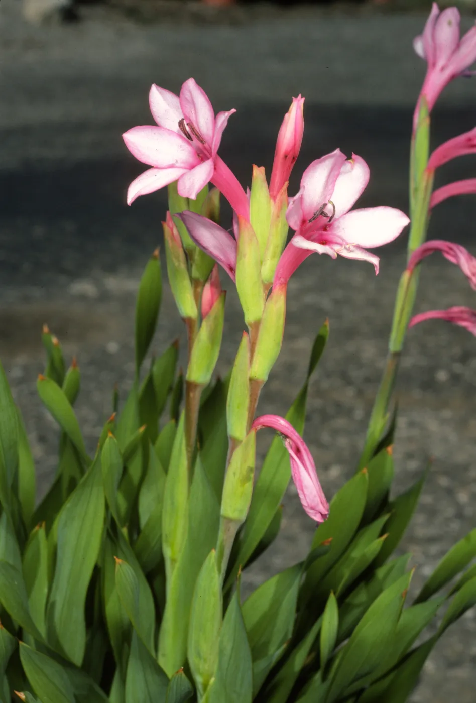 Watsonia W4 DWF