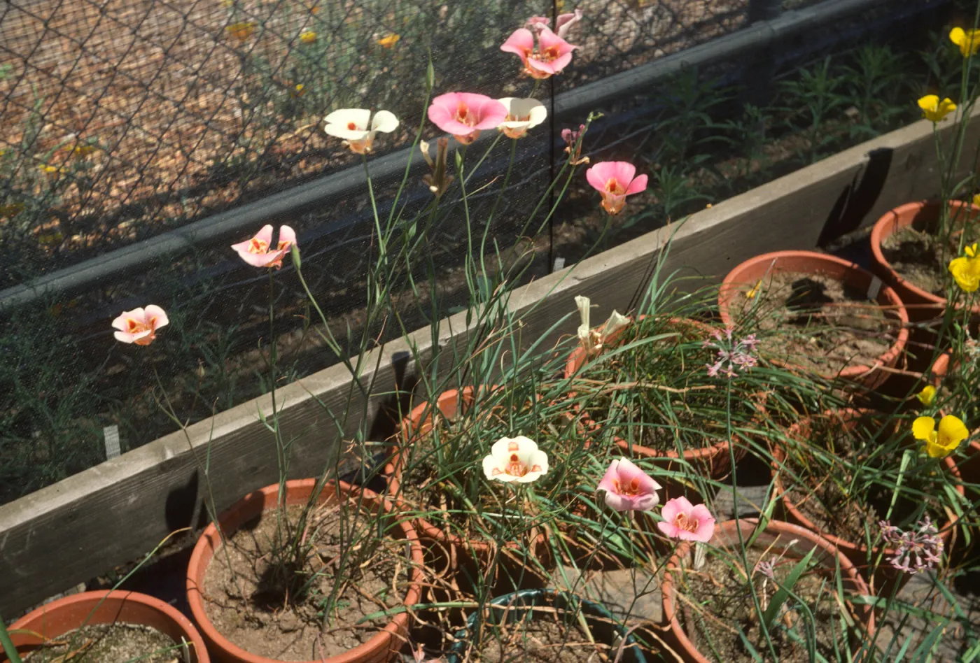 Calochortus luteus C. nanustus rosea