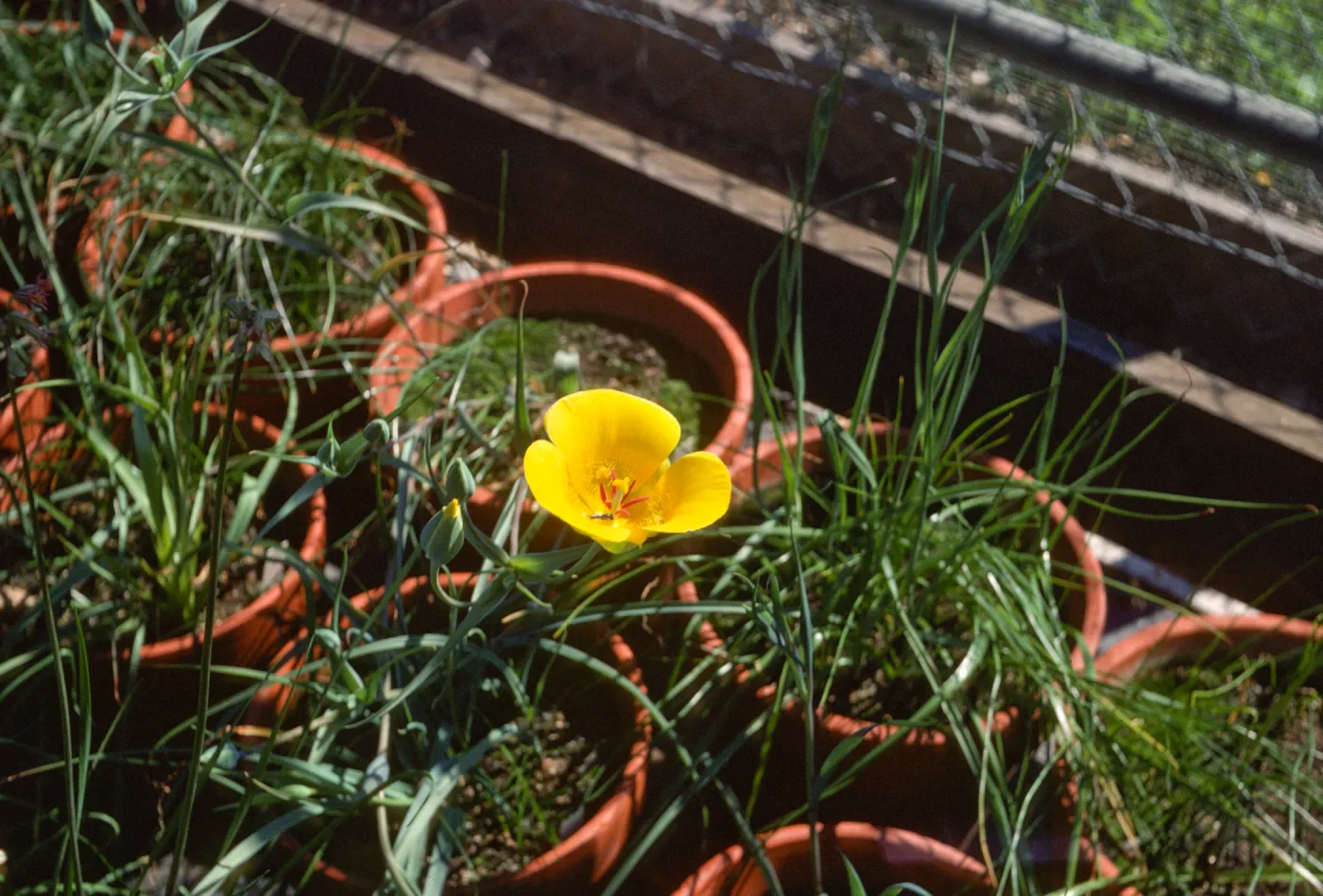 Calochortus luteus
