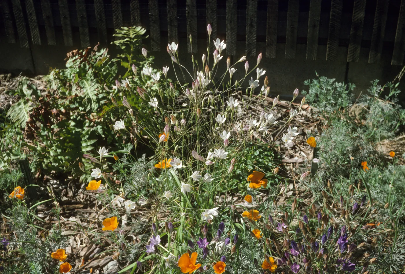 Triteleia pedunculata