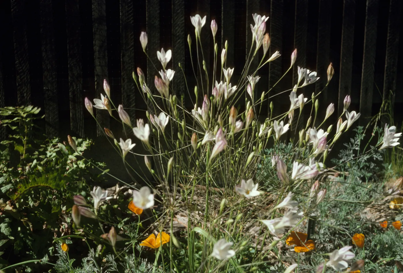 Triteleia pedunculata