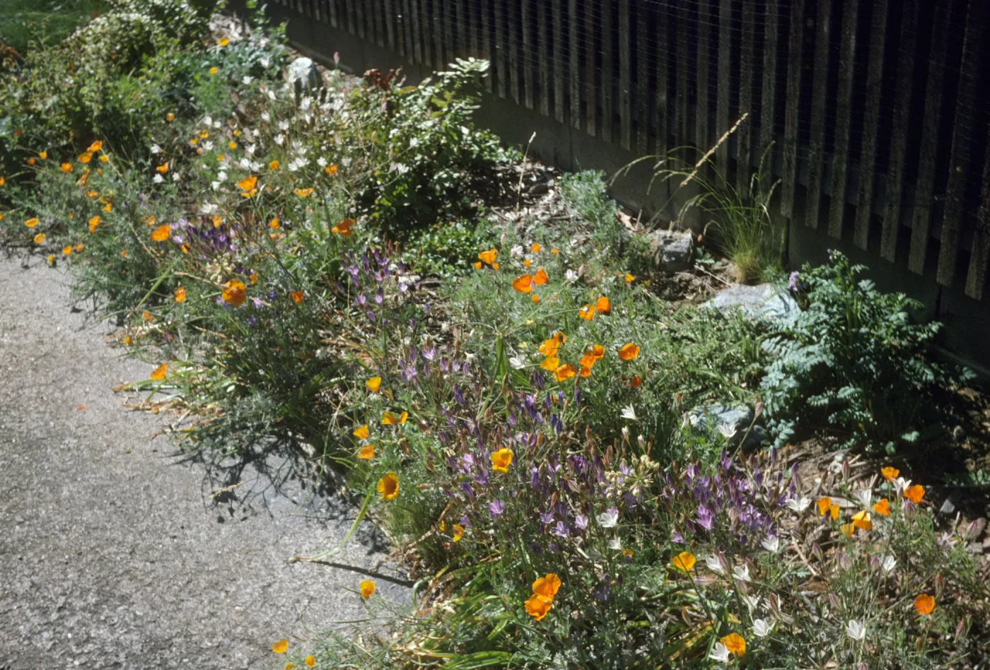 Triteleia pedunculata + Esch. Calif