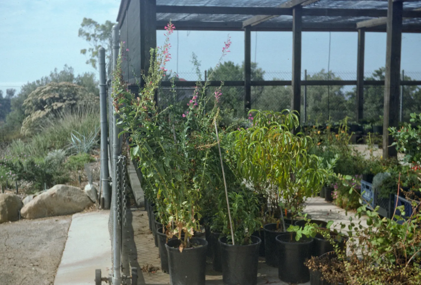 Penstemon spectabilis 86-52