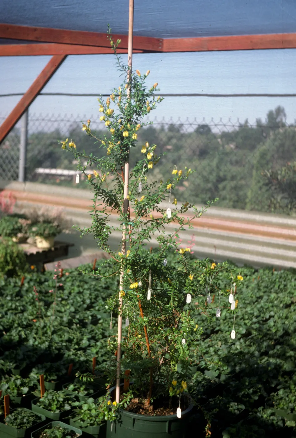 Keckiella antirrhinoides