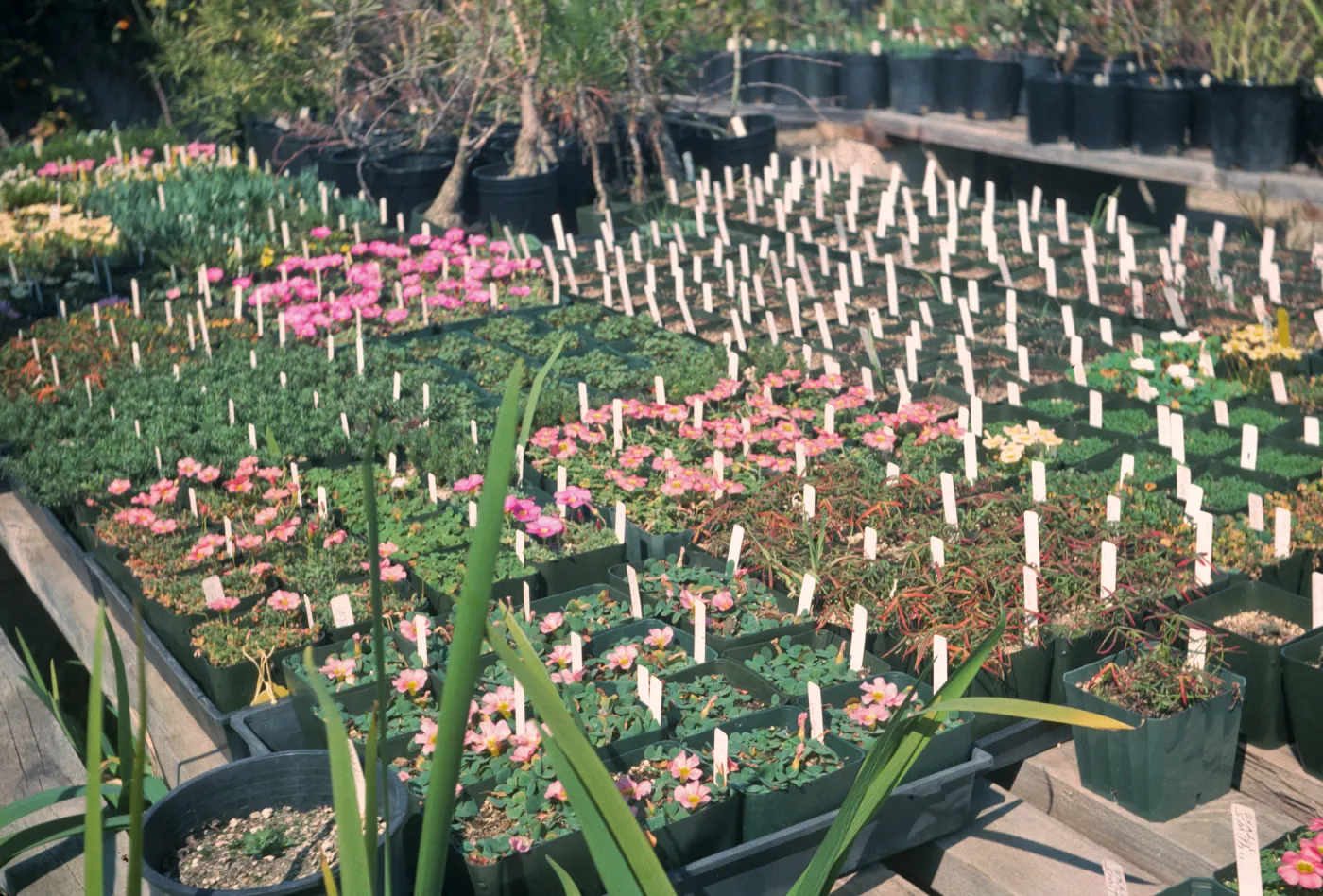 oxalis species UCIBG