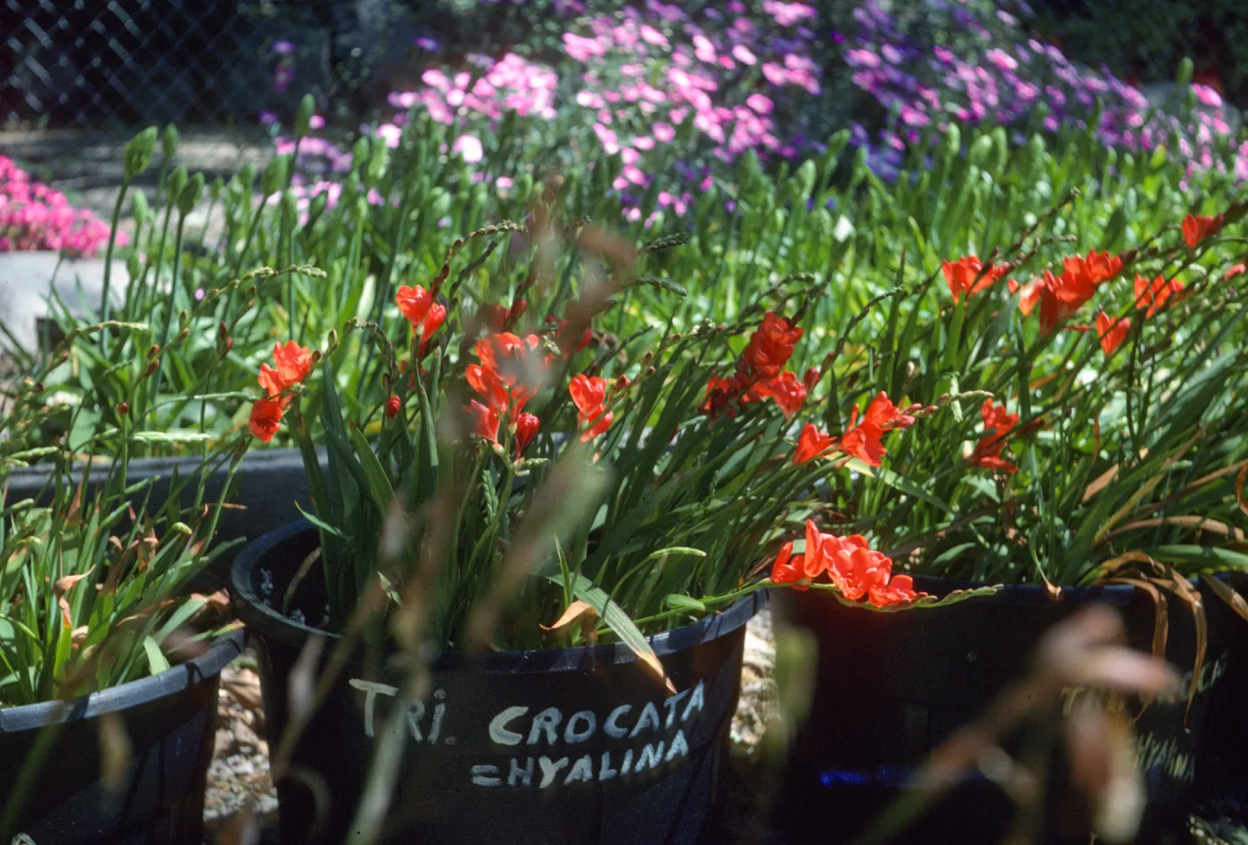 Tritonia crocoata (T.hyrlina) Dick Dosstts Nursery