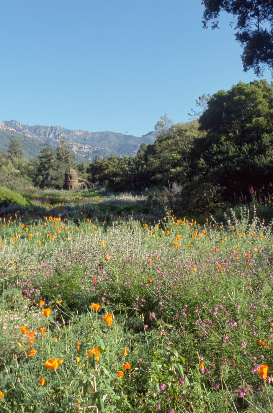 Toad Hall, wildflowers in the Meadow