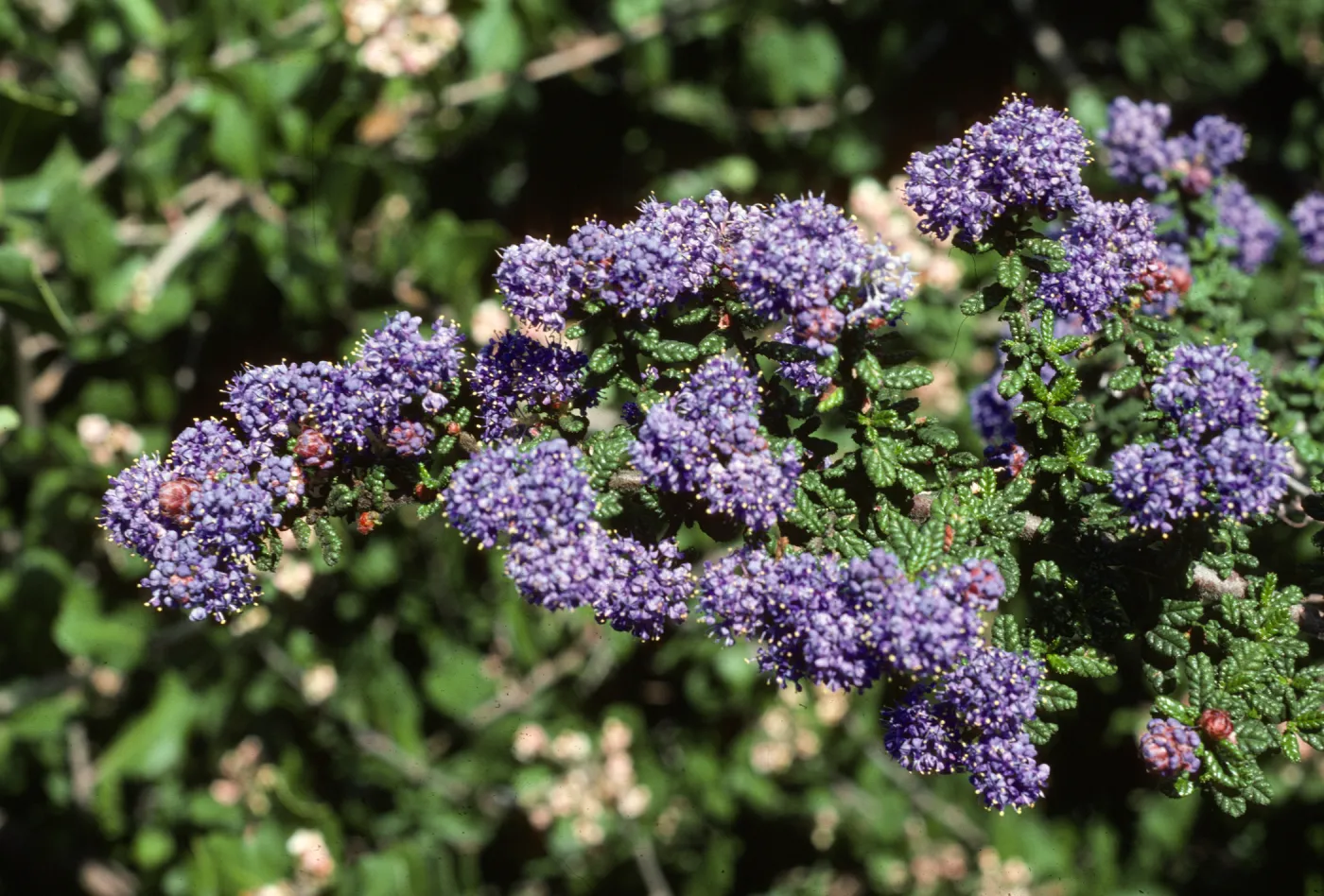 Ceanothus 'Dark Star' SBBG Porter
