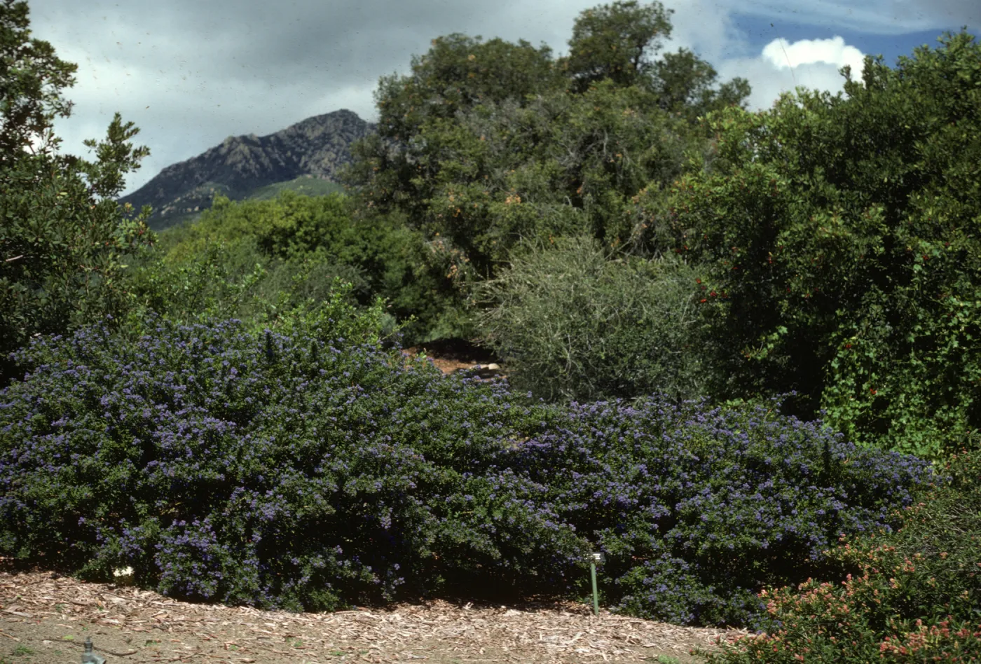 Ceanothus 'Far Horizons' SBBG Porter