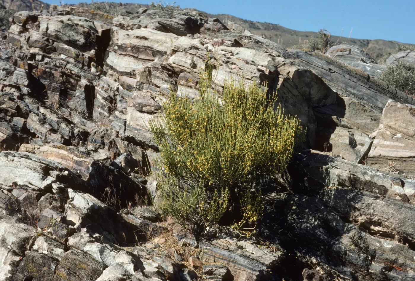 Ephedra viridis, Death Valley Nat'l Mon, Inyo Co, CA
