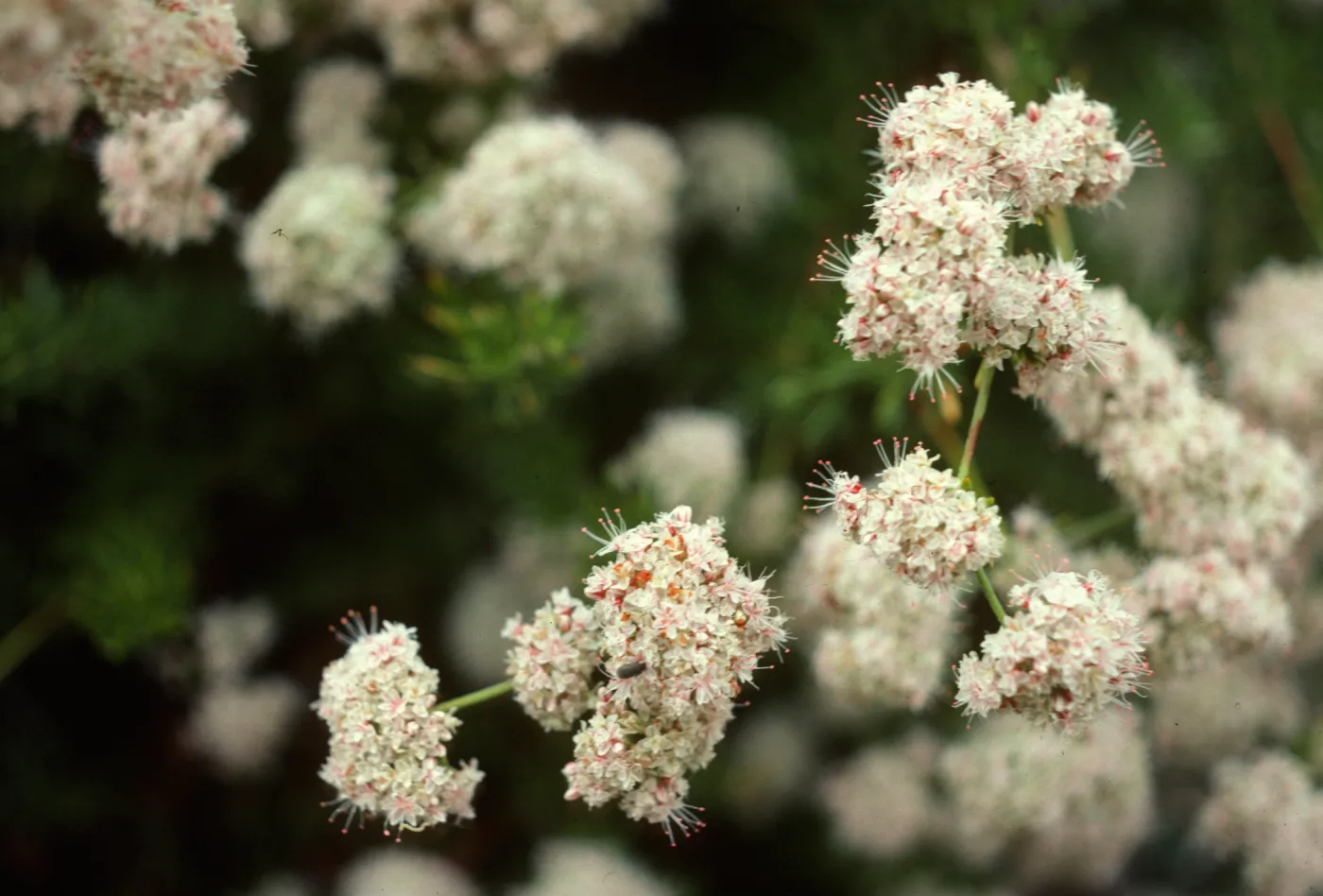 Eriogonum fasciculatum, San Marcos Rd, Santa Barbara, CA