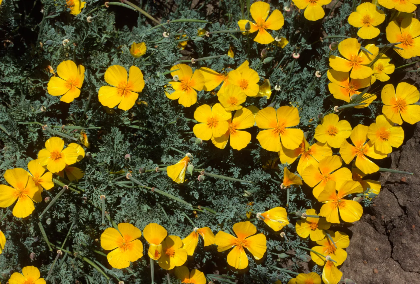Eschscholzia californica SMI