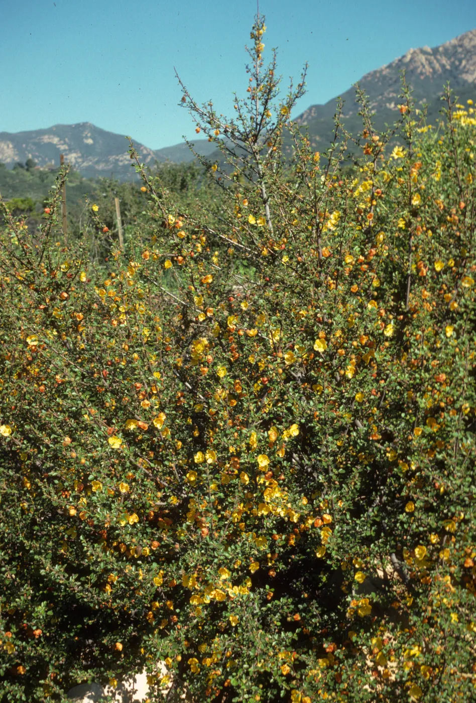 Fremontodendron californicum ssp. napense SBBG
